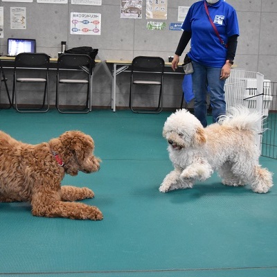 プレイバウ 遊びに誘うポーズ ブログ 相模原 町田 多摩 スタディドッグスクール 犬のしつけ教室 幼稚園 出張