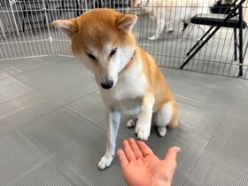 2024085shiba1.jpg