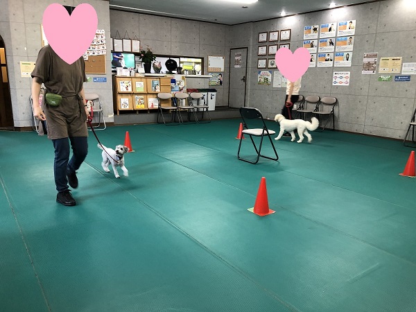 犬と一緒にイス取りゲーム ブログ 相模原 町田 多摩 スタディドッグスクール 犬のしつけ教室 幼稚園 出張